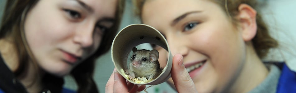 students observing dormouse